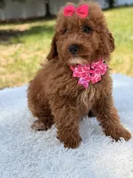 Rapunzel , a female Miniature Goldendoodle for sale in Frostproof, FL – 5 of 10