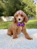 Amaya , a female Cavapoo for sale in Frostproof, FL – 4 of 10