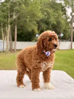 Haven - Medium Goldendoodle , a female Goldendoodle and Miniature Goldendoodle for sale in Frostproof, FL – 9 of 10