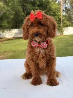 Princes - Toy, a female Miniature Goldendoodle for sale in Frostproof, FL – 4 of 10
