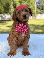 Minnie , a female Miniature Goldendoodle for sale in Frostproof, FL – 4 of 7