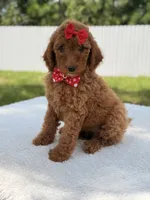 Jamie , a female Goldendoodle for sale in Frostproof, FL – 10 of 10