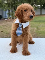 Arthur , a male Miniature Goldendoodle for sale in Frostproof, FL – 7 of 10