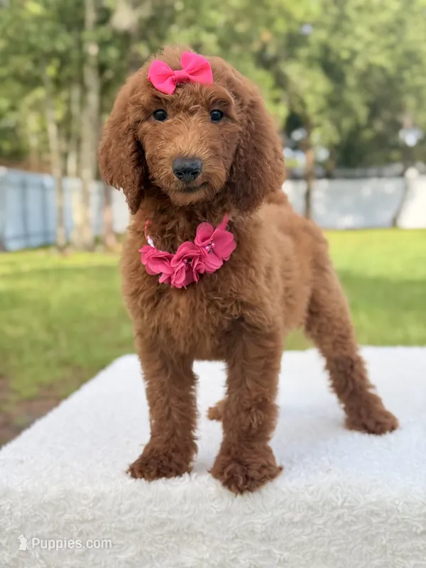 Destiny  – Goldendoodle puppy for sale in Frostproof, FL