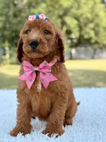 Dream - F1b Standard , a female Goldendoodle for sale in Frostproof, FL – 9 of 9