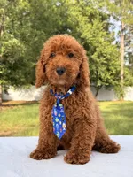 Peanut - Toy, a male Miniature Goldendoodle for sale in Frostproof, FL – 7 of 10