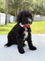 Snow - Standard Goodendoodle, a male Goldendoodle for sale in Frostproof, FL – 5 of 10