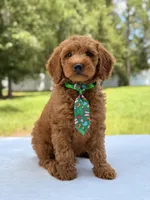 Timothy - F1b Mini Goldendoodle Male , a male Miniature Goldendoodle for sale in Frostproof, FL – 3 of 10