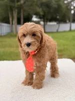 Chase , a male Cavapoo for sale in Frostproof, FL – 2 of 8
