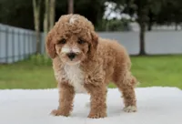 Flynn - Toy / Micro, a male Miniature Goldendoodle for sale in Frostproof, FL – 2 of 10