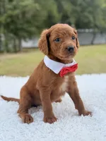 Dominic - F1b Standard , a male Goldendoodle for sale in Frostproof, FL – 5 of 8