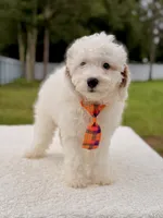 Copito , a male Cavapoo for sale in Frostproof, FL – 6 of 9