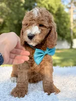 Cleo - Medium , a male Goldendoodle for sale in Frostproof, FL – 6 of 10