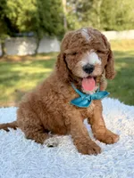 Cleo - Medium , a male Goldendoodle for sale in Frostproof, FL – 8 of 10