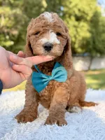 Cleo - Medium , a male Goldendoodle for sale in Frostproof, FL – 2 of 10
