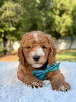 Cleo - Medium , a male Goldendoodle for sale in Frostproof, FL – 5 of 10