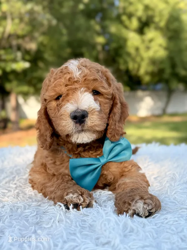 Cleo - Medium  – Goldendoodle puppy for sale in Frostproof, FL