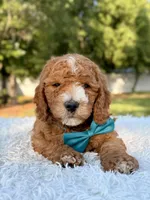 Cleo - Medium , a male Goldendoodle for sale in Frostproof, FL – 4 of 10