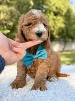 Cleo - Medium , a male Goldendoodle for sale in Frostproof, FL – 3 of 10