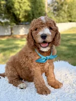 Cleo - Medium , a male Goldendoodle for sale in Frostproof, FL – 10 of 10