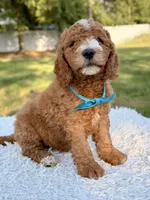 Cleo - Medium , a male Goldendoodle for sale in Frostproof, FL – 9 of 10