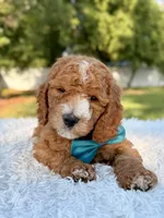 Cleo - Medium , a male Goldendoodle for sale in Frostproof, FL – 7 of 10