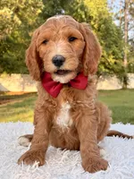Charlie - Medium , a male Goldendoodle for sale in Frostproof, FL – 8 of 8