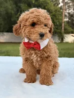 Mickey F1b - Micro / Toy, a male Miniature Goldendoodle for sale in Frostproof, FL – 8 of 8