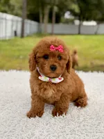 Dreamy - F1b Mini , a female Miniature Goldendoodle for sale in Frostproof, FL – 2 of 9