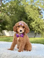 Amaya , a female Cavapoo for sale in Frostproof, FL – 2 of 10