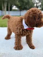 Jimmy F1b Toy, a male Miniature Goldendoodle for sale in Frostproof, FL – 7 of 8