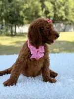 Destiny - F1b Standard Goldendoodle , a female Goldendoodle for sale in Frostproof, FL – 5 of 9