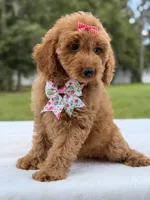 Treasure - F1b Mini Goldendoodle Female , a female Miniature Goldendoodle for sale in Frostproof, FL – 7 of 10