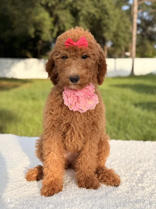 Jamie - Medium  – Goldendoodle puppy for sale in Frostproof, FL
