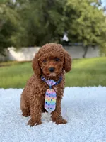 Atlas - Cavapoo, a male Cavapoo for sale in Frostproof, FL – 7 of 10