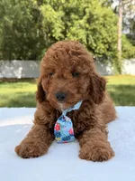 Simba - Mini, a male Miniature Goldendoodle for sale in Frostproof, FL – 6 of 10