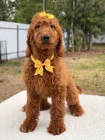 Nala , a female Goldendoodle for sale in Frostproof, FL – 2 of 10