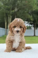 Flynn - Toy / Micro, a male Miniature Goldendoodle for sale in Frostproof, FL – 10 of 10