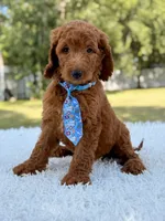 Dusty F1b Standard Goldendoodle , a male Goldendoodle for sale in Frostproof, FL – 4 of 8