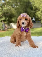 Amaya , a female Cavapoo for sale in Frostproof, FL – 9 of 10