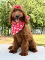 Kira , a female Goldendoodle for sale in Frostproof, FL – 7 of 8