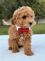 Mickey F1b - Micro / Toy, a male Miniature Goldendoodle for sale in Frostproof, FL – 2 of 8