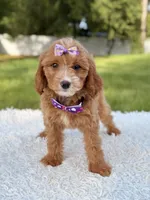 Amaya , a female Cavapoo for sale in Frostproof, FL – 10 of 10