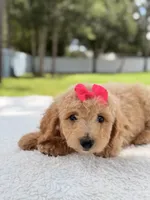Jasmine - F1b Standard Goldendoodle , a female Goldendoodle for sale in Frostproof, FL – 8 of 10