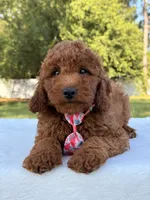 Oscar - Mini, a male Miniature Goldendoodle for sale in Frostproof, FL – 6 of 8