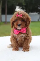 Fifi - Micro / Toy , a female Miniature Goldendoodle for sale in Frostproof, FL – 6 of 8