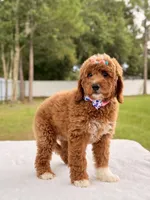 Haven - Medium Goldendoodle , a female Goldendoodle and Miniature Goldendoodle for sale in Frostproof, FL – 6 of 10