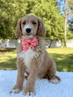 Molly - Mini , a female Miniature Goldendoodle for sale in Frostproof, FL – 3 of 9