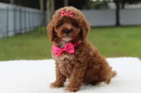 Fifi - Micro / Toy , a female Miniature Goldendoodle for sale in Frostproof, FL – 7 of 8