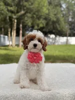 Flower , a female Cavapoo for sale in Frostproof, FL – 3 of 9